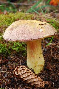 Boletus smithii image