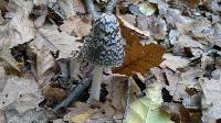 Coprinopsis picacea image