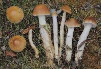 Cortinarius stillatitius image