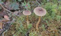 Cortinarius striaepilus image