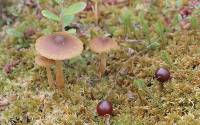 Cortinarius striaepilus image