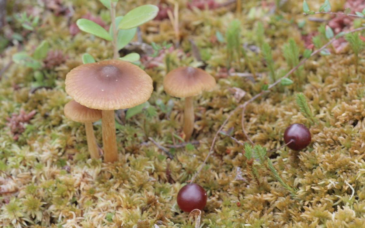 Cortinarius striaepilus image