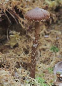 Cortinarius flexipes image