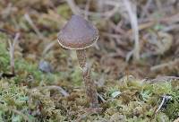 Cortinarius flexipes image