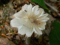 Pluteus petasatus image