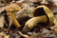 Boletus vermiculosoides image