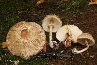 Chlorophyllum olivieri image