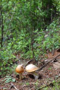 Amanita yema image