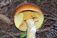 Amanita yema image