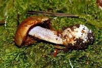 Cortinarius minoscaurus image