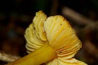 Hygrocybe striatolutea image