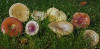 Russula versicolor image