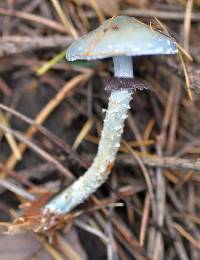 Stropharia aeruginosa image