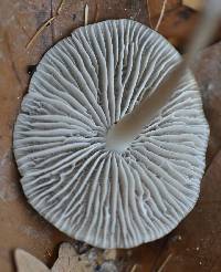 Mycena galericulata image