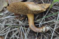 Suillus bovinus image