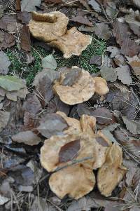 Suillus bovinus image