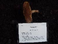 Suillus lakei image