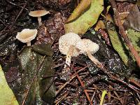 Clitocybe fragrans image