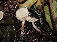Clitocybe fragrans image