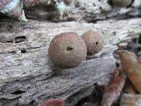 Lycogala epidendrum image