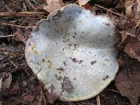 Lactarius paradoxus image