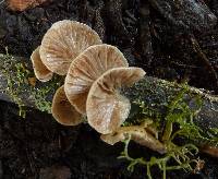 Crepidotus mollis image