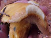 Suillus tomentosus image