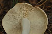 Rhodocollybia maculata image