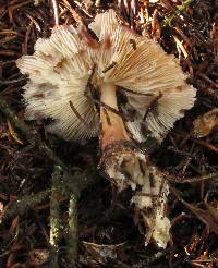 Rhodocollybia butyracea image