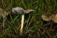Hypholoma capnoides image