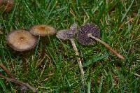 Psilocybe stuntzii image