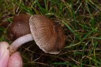 Inocybe griseolilacina image