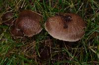 Inocybe griseolilacina image