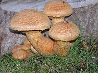 Gymnopilus ventricosus image