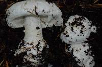 Amanita silvicola image