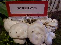 Clitocybe dilatata image