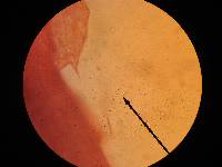 Mycena griseoviridis image