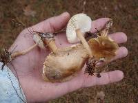 Rhodocollybia butyracea image
