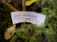 Battarrea phalloides image