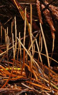 Macrotyphula juncea image