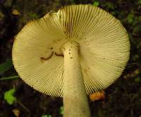 Amanita ceciliae image