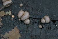 Lycogala epidendrum image