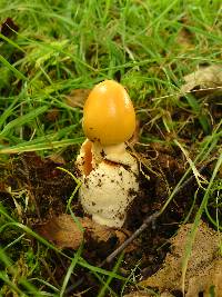 Amanita crocea image