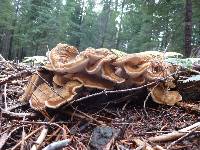 Bondarzewia occidentalis image