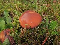 Suillus luteus image
