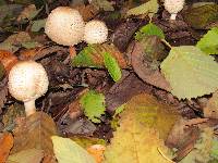 Chlorophyllum olivieri image