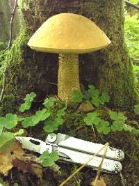 Leccinum versipelle image