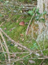 Boletus badius image