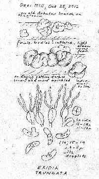Exidia truncata image