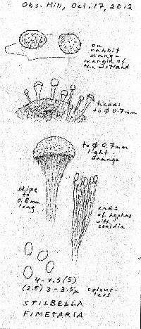 Stilbella fimetaria image